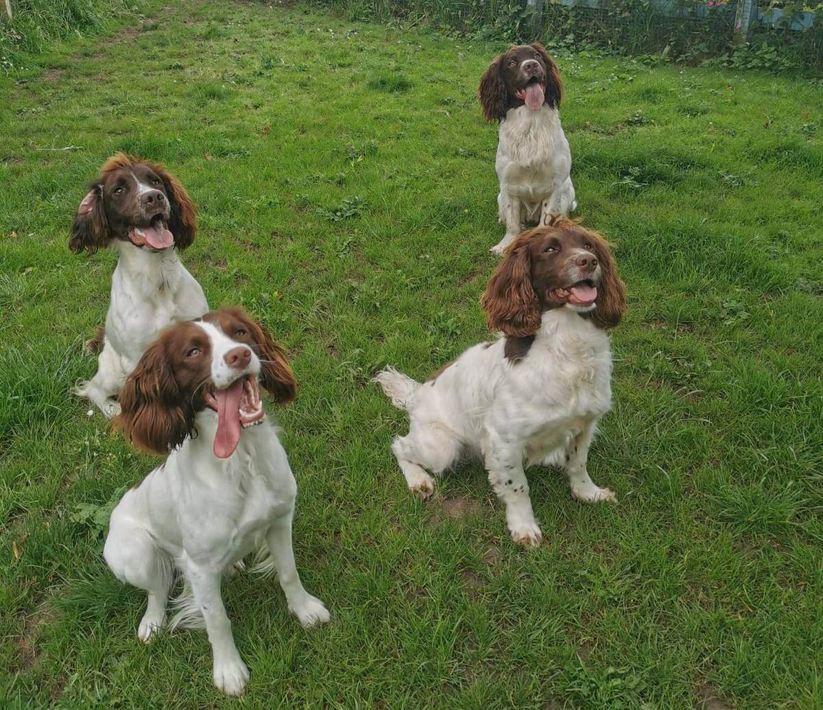 Dogs in a group training session