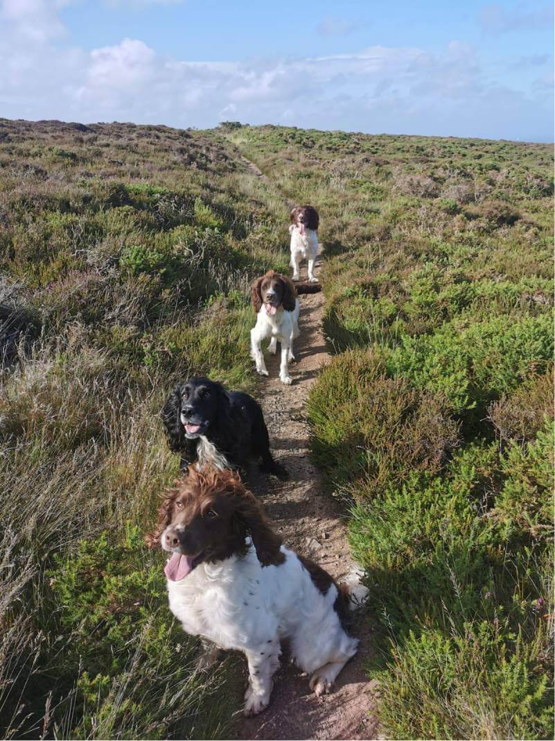 Group training session with dogs lined up