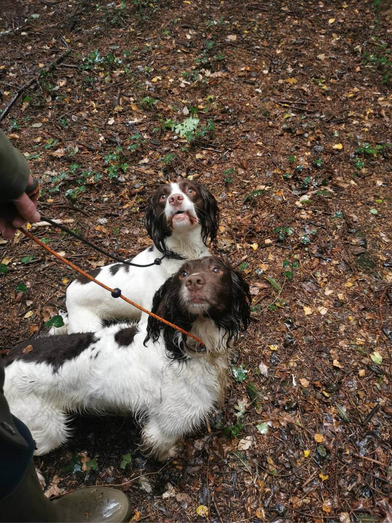 Moss and Eve at heel on lead