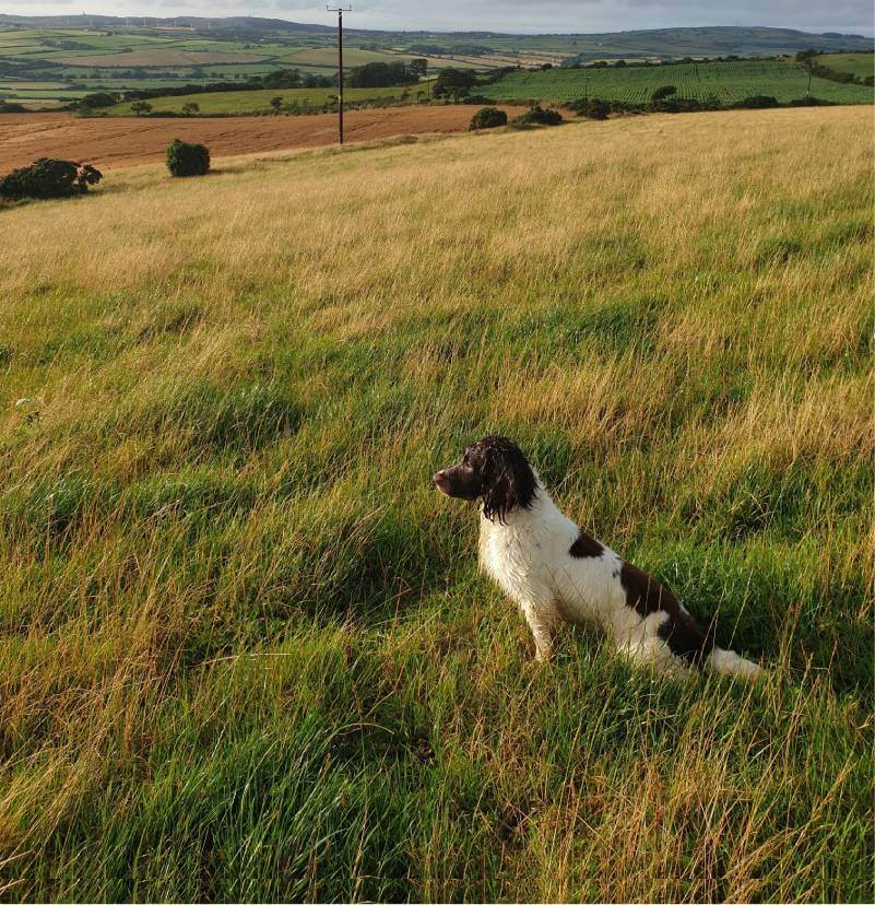 Professional dog trainer