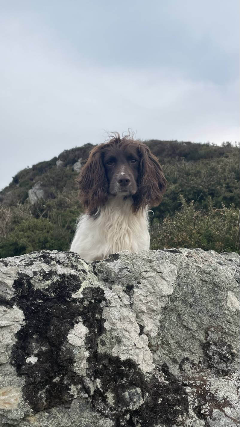 Moss looking over rock